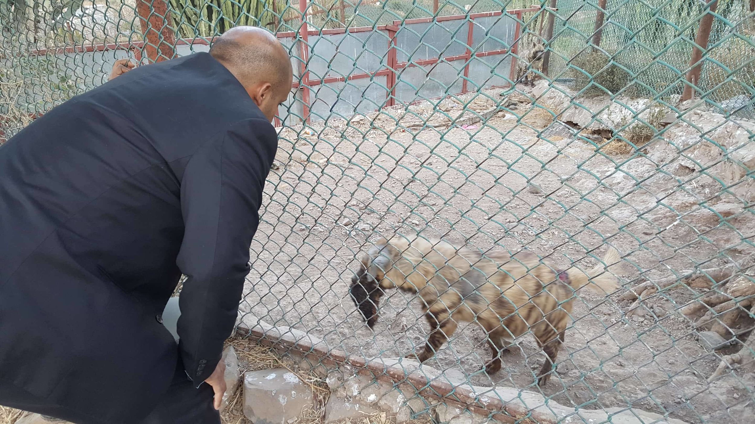 IBB ZOO 10 FEB 2018 MUAAD OBSERVING THE WOUNDED HYENA before treament for owapar.jpg