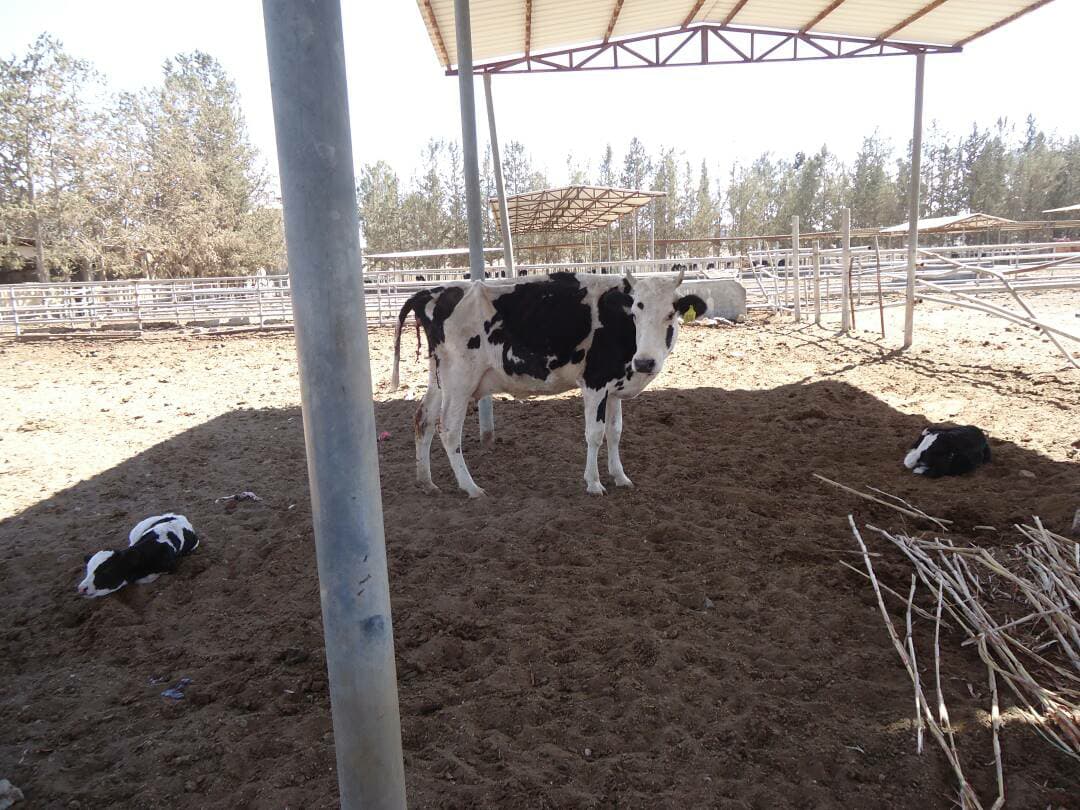 dhamar dairy cow mum with her 2 calves Rosabah Farm 20 jan 2018 Dr Al Garadi pic for OWAP AR .jpg