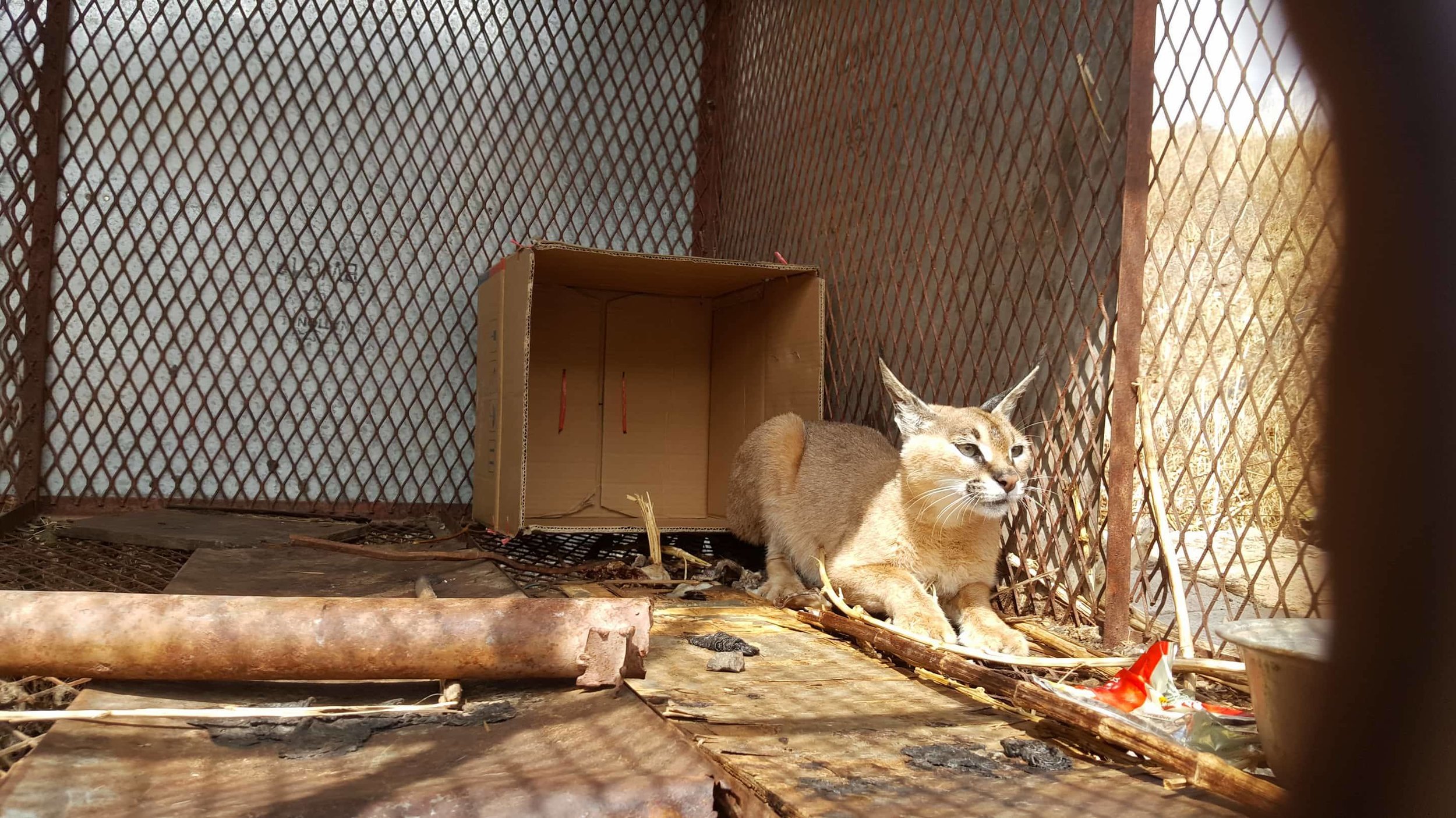 IBB ZOO RESCUE OWAP AR  provides box bed and food for arabian caracal 8 MARCH 2018 .jpg