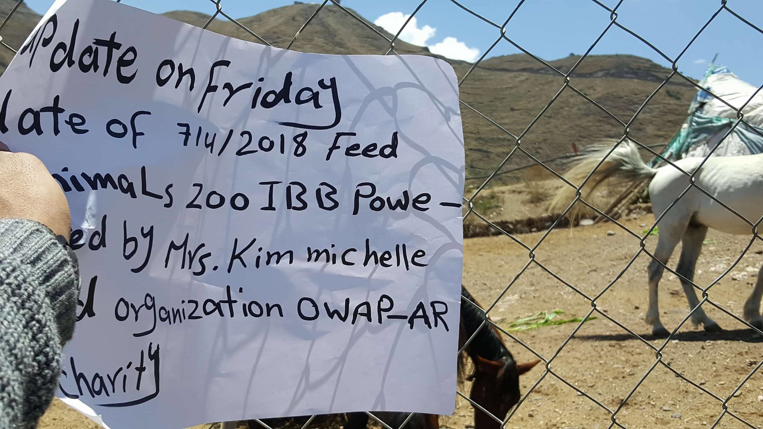 IBB ZOO YEMEN RESCUE MISSION 7 APRIL 2018 TODAY DELIVERY OF HERBIVORE SUPPLIES FOOD AND VEG AND BANANAS by OWAP AR  with our sign horses eating.jpg