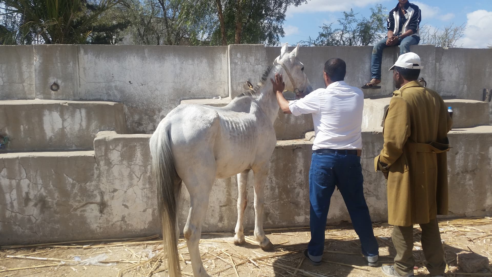 dhamar 10 jan 2018    vet university vet visit OWAP AR .jpg