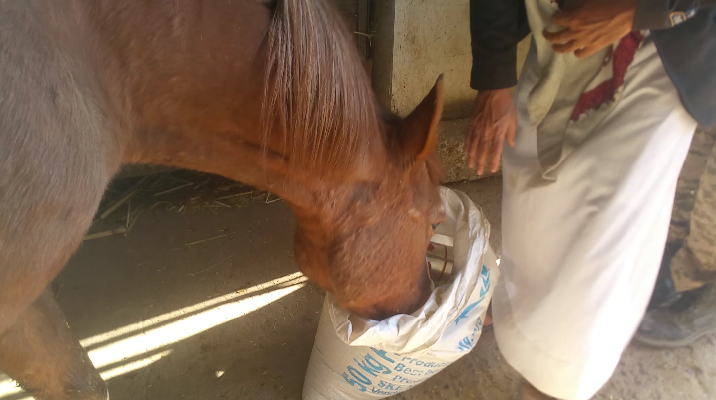 Dhamar 5 Jan 2018 OWAP AR rescue horse with our food helall pic.png