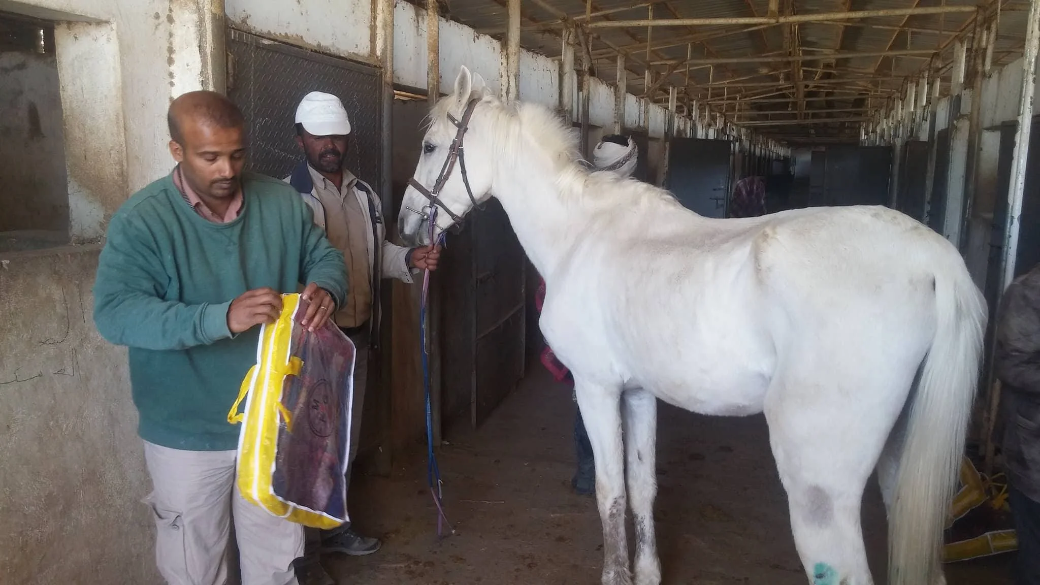 dhamar horse blankets delivery OWAP AR .jpg