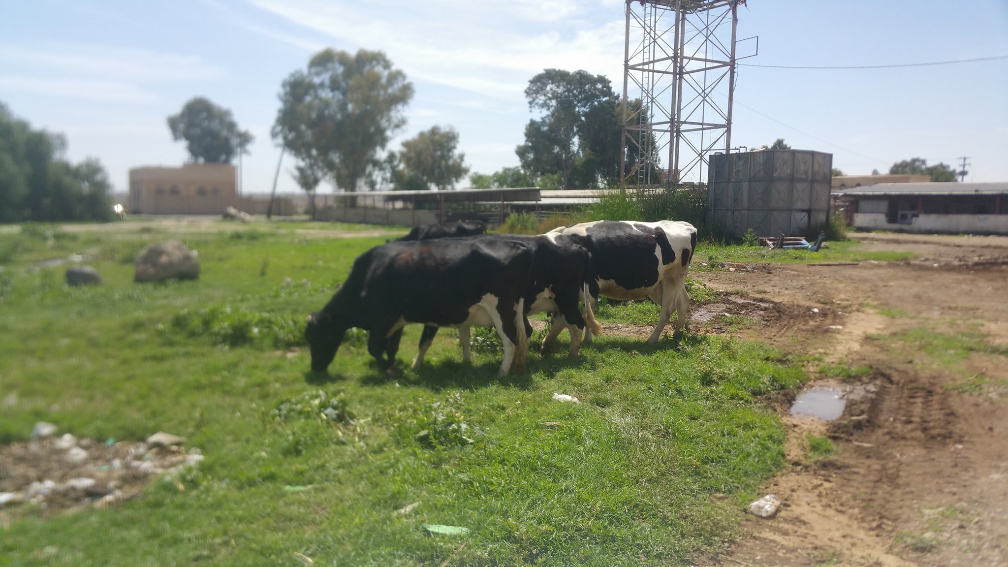 dhamar cows grazing outside farm 10 MAY 2018 OWAP AR Helall pic.jpg