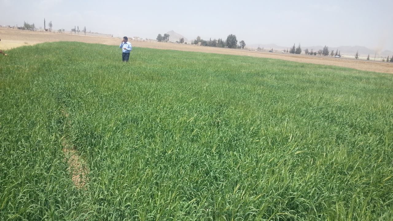 DHAMAR BARLEY FIELD NEARER ROSABAH FARM AND CHEAPER THAN AT MARKET for OWAP AR 28 FEB 2018 .jpg