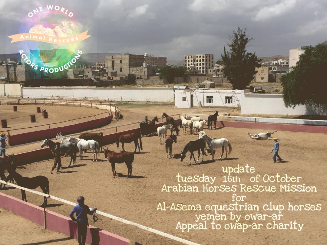 riding 16 OCT 2018 OWAP AR by Nada Sana'a horses rescue yemen.jpg