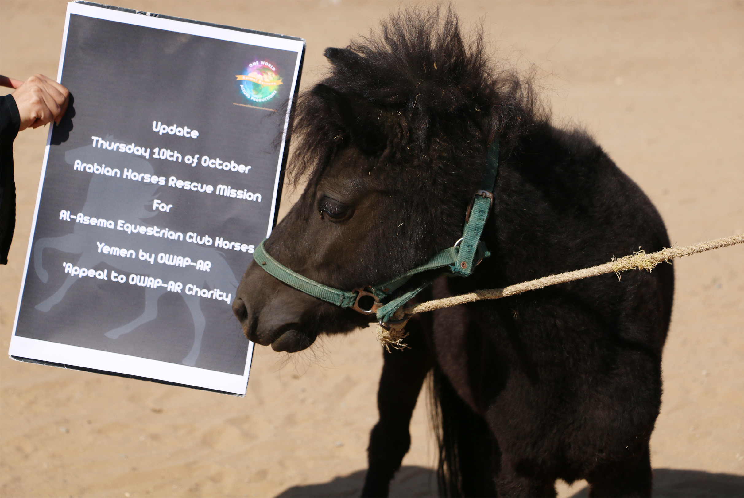 riding club pony appeal Yemen OWAP-AR by Nada.jpg