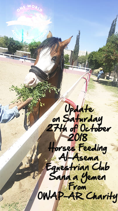riding club equestrian 27 OCT 2018 OWAP-AR providing . nada onsite feeding a horse from our delivery of fodder Sana'a yemen.jpg