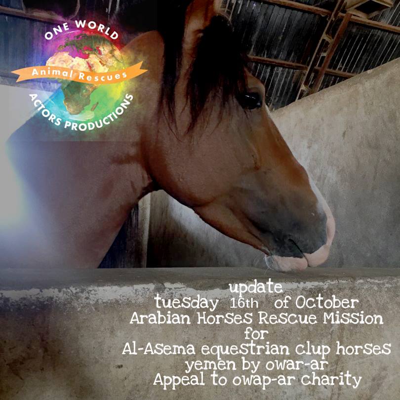 riding 16th October 2018 OWAP AR Riding Club Sana'a by nada horse rescue appeal.jpg
