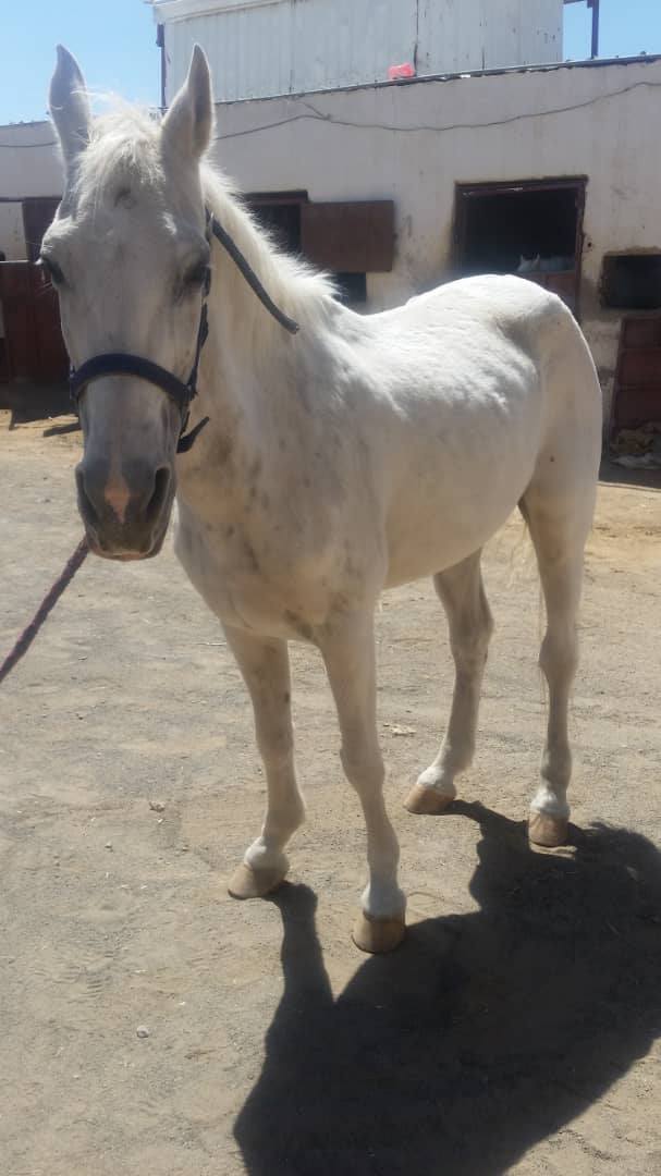 riding club sana'a yemen for OWAP AR 9 OCT 2018 by MUAAD HORSE NEEDING HELP.jpg