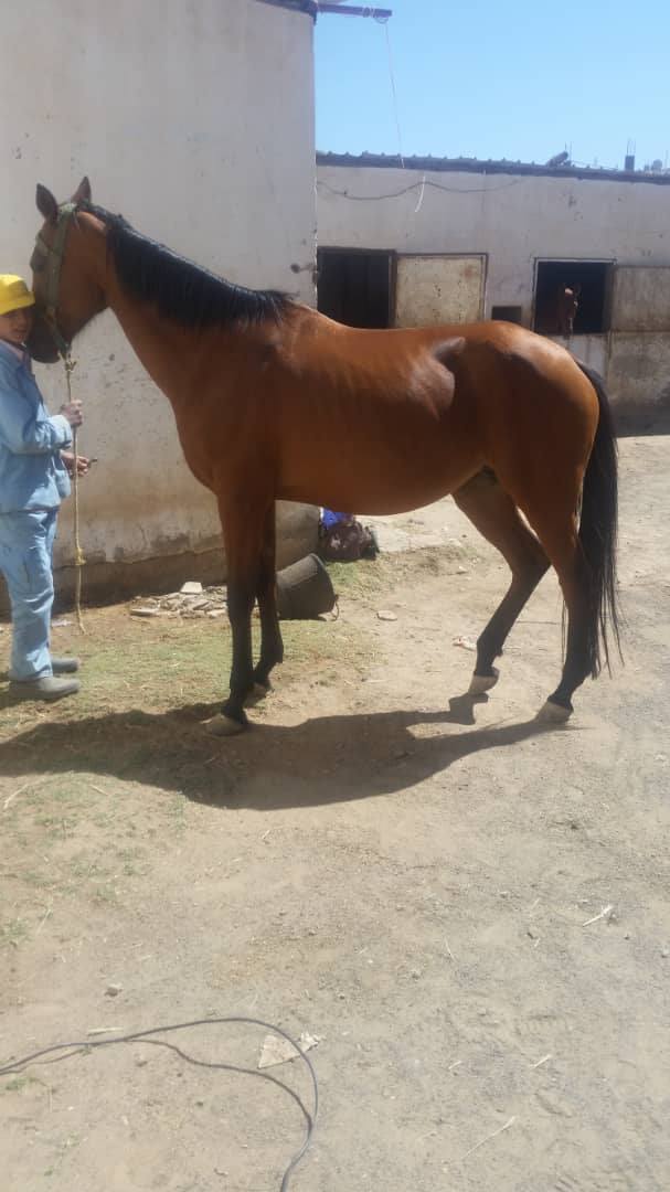 RIDING CLUB HORSE ARABIAN SANA4A YEMEN FOR OWAP AR RESCUE by Muaad Horse 3  9 OCT 2018.jpg