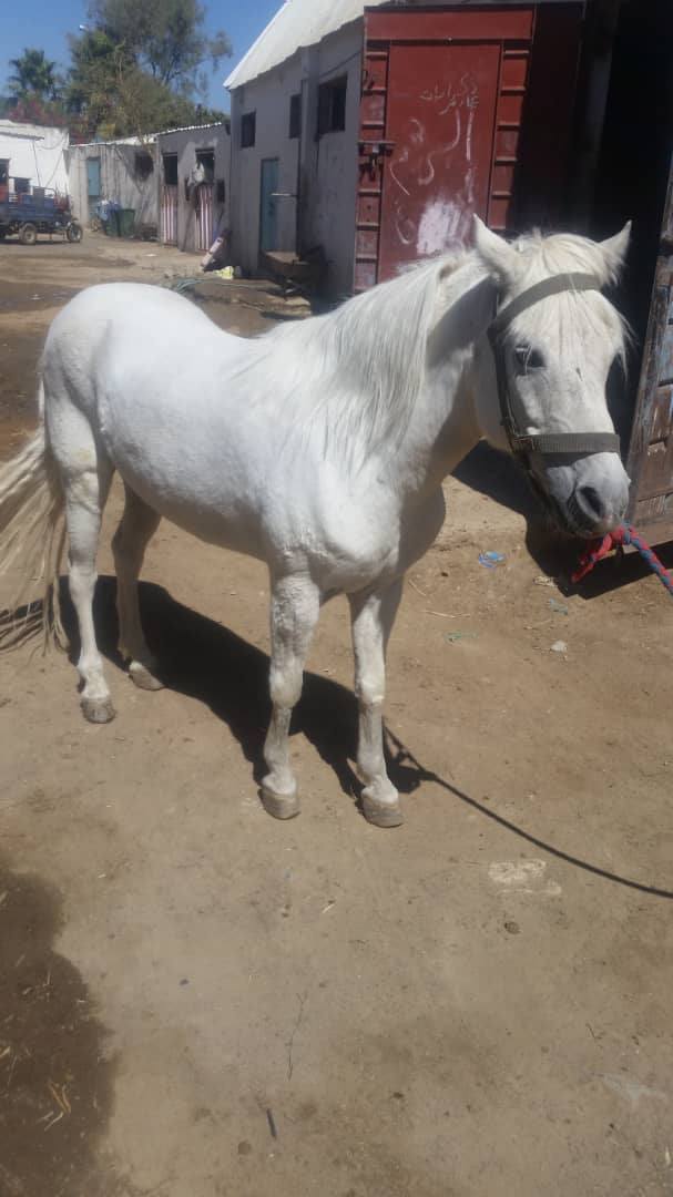 RIDING CLUB SANAA YEMENS CAPTIAL FOR OWAP AR 9 OCT 2018 by Muaad Ameen.jpg