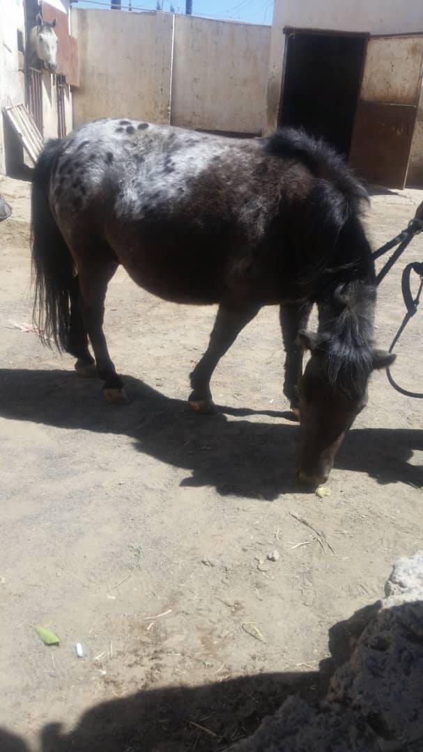 RIDING CLUB SANAA 9 OCT 2018 HORSE PREGGERS I THINK YEMEN RESCUE OWAP AR CHARITY.jpg