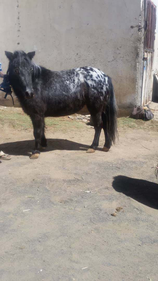 RIDING CLUB SANA4A YEMEN OWAP AR RESCUE HORSE 5 BY MUAAD 9 OCT 2018.jpg