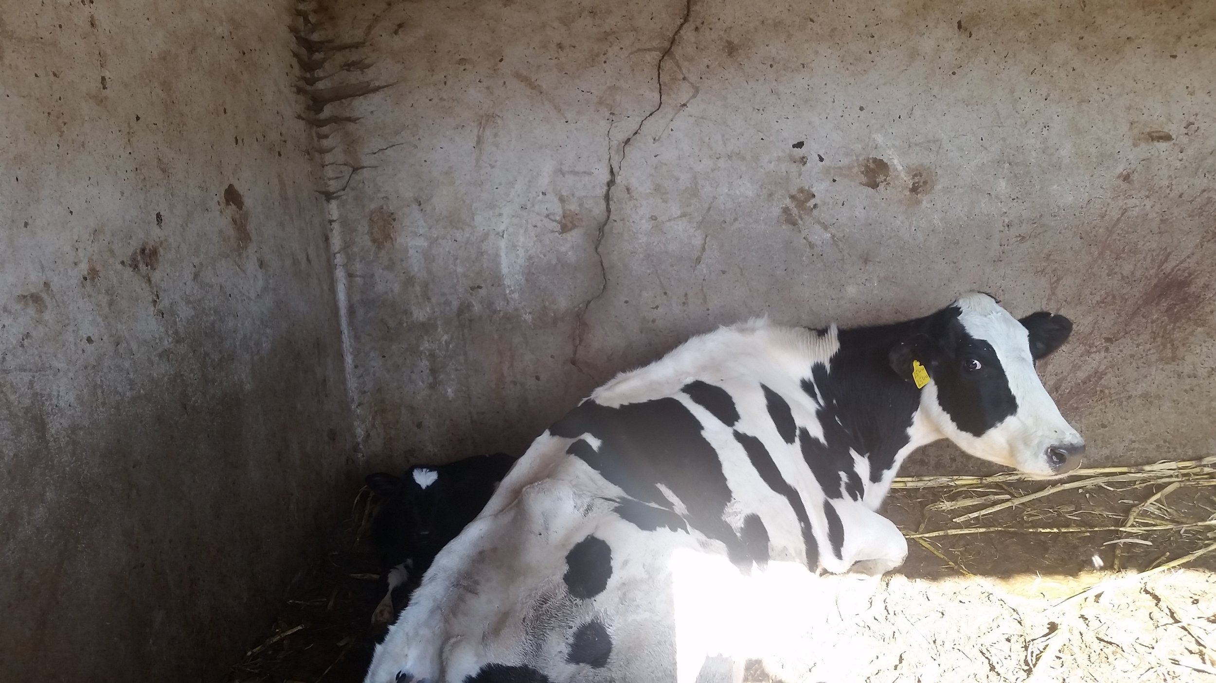 dhamar starving cow Rosabah farm dhamar yemen by OWAP-AR rescue 3 nov 2018.jpg