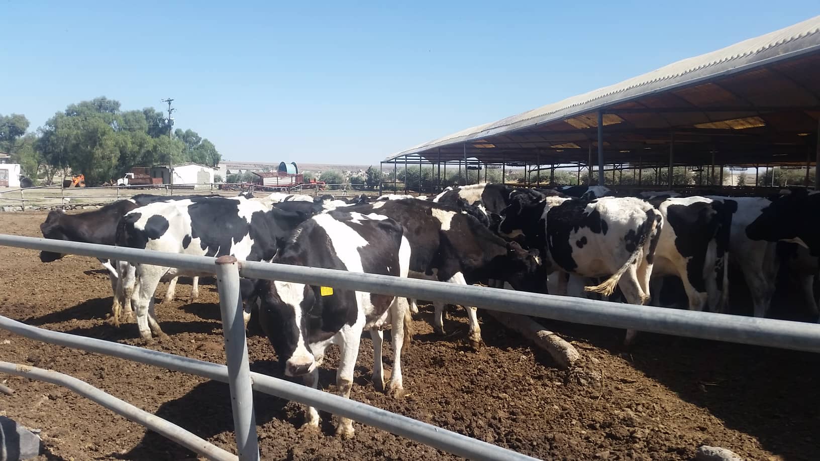 dhamar rosabah farm cows 3 Nov 2018 for OWAP AR Hisham pic.jpg