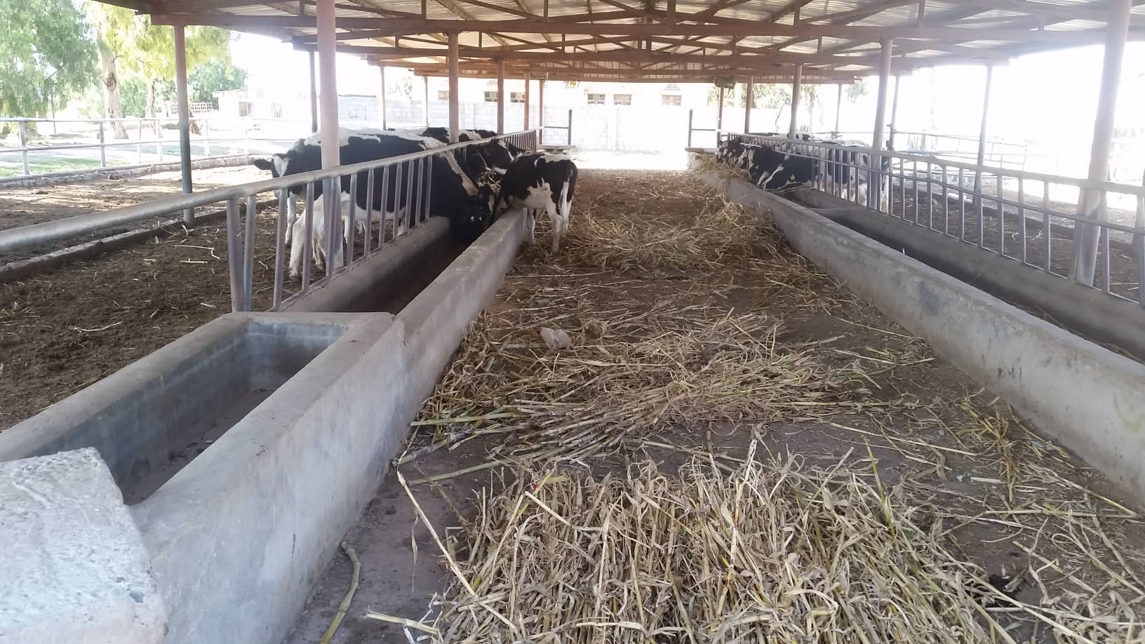 dhamar rosabah farm cows feeding on little ....corn sticks large 5 NOV 2018 for OWAP-AR by Hisham.jpg
