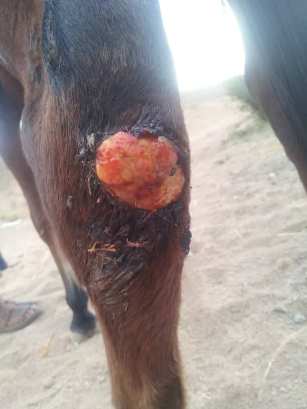 riding club sana'a yemen rescue vte med needed to treat this injury  14 nov 2018 by OWAp-AR nada pic.jpg