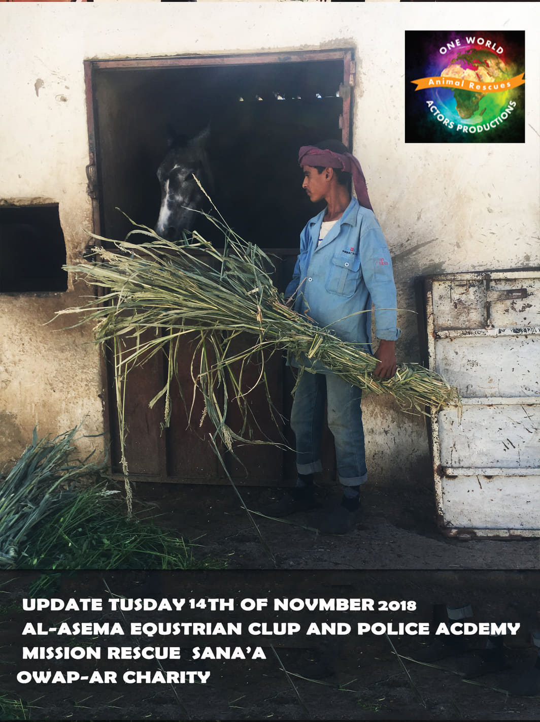 riding club horse eating our delivery of persim sana'a yemen rescue delivery today to club and to police ac 14 nov 2018 by OWAp-AR nada pic correct.jpg