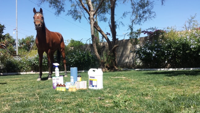 riding club 28 OCT 2018 sunday morning vet meds by OWAPAR Horse about to be treated for injured leg with antibiotic injection by Fyaq and another vet surgeon Fyaq pic sana'a yemen.jpg