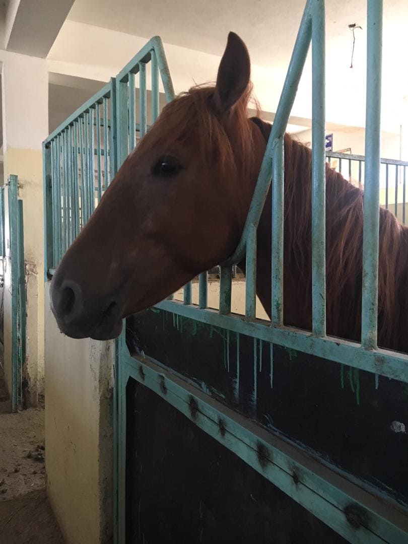 Police Academy 1 Nov 2018 sana'a yemen police horse rescue Nada visit.jpg