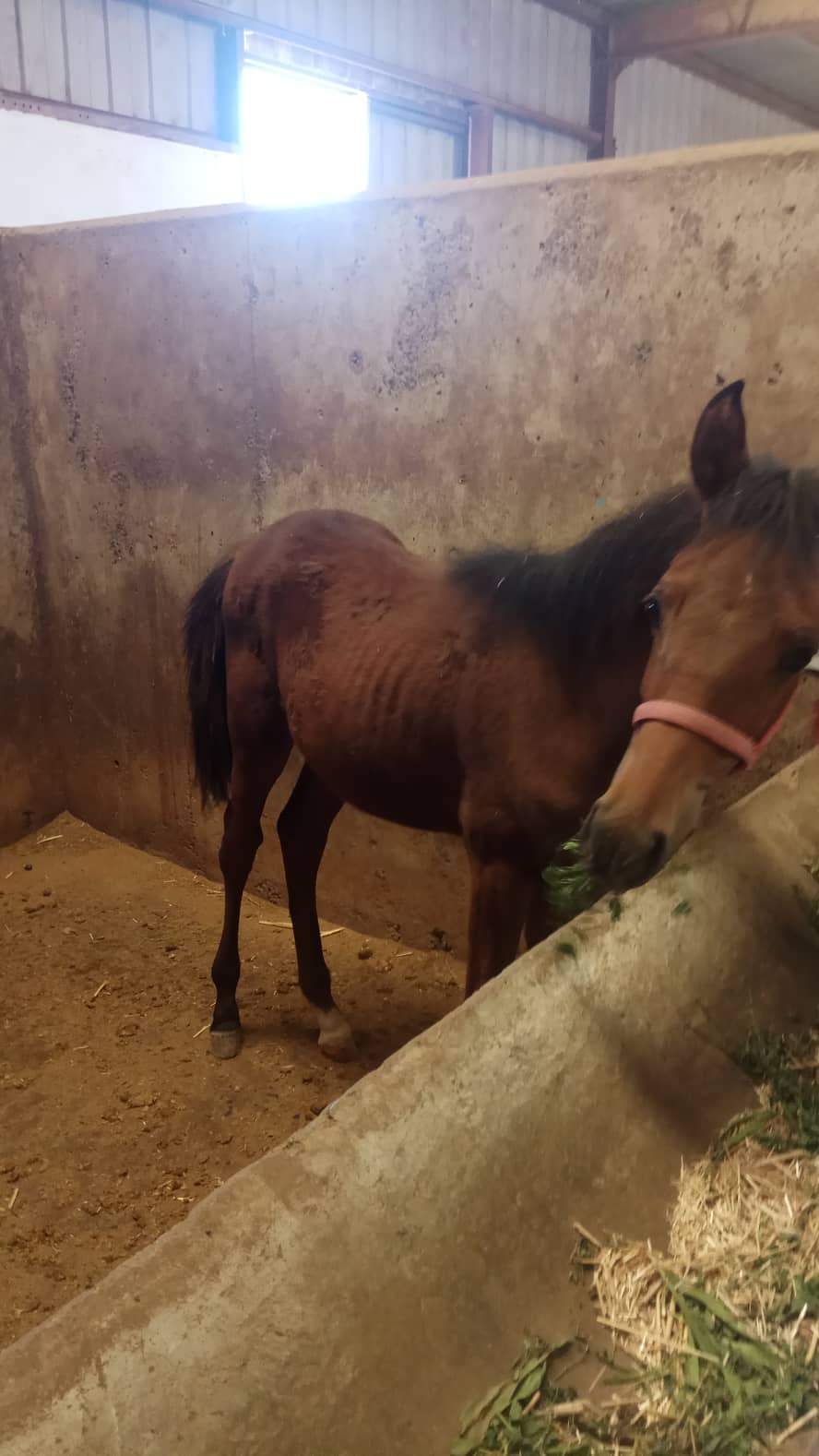 military ac OWAP AR 14 SEPT 2018 KHALID ALWAQA my yemen rescue police horse foal growing up.jpg