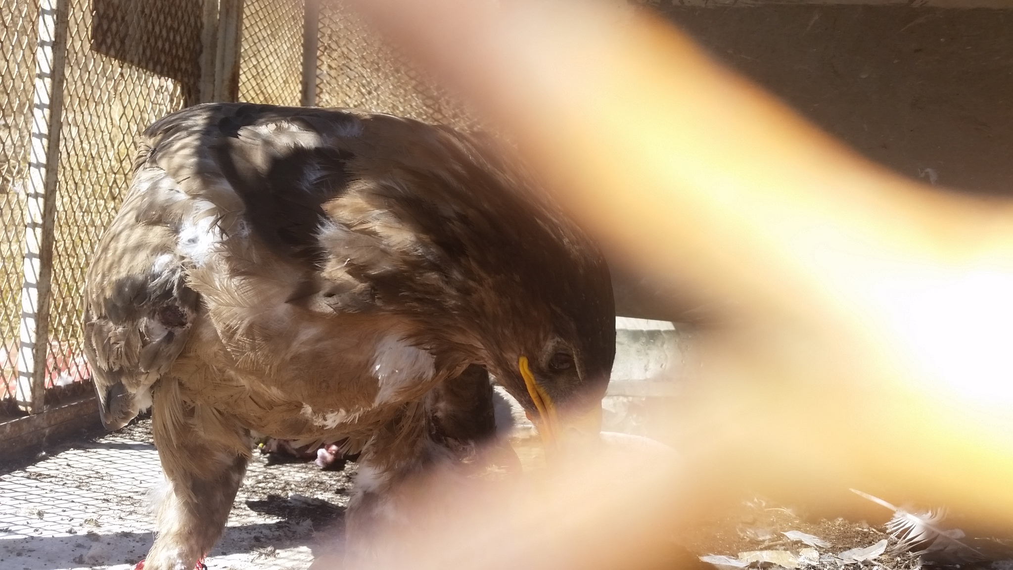 ibb zoo eagle eating 18 NOV 2018 by hisham for OWAP-AR food provider.jpg