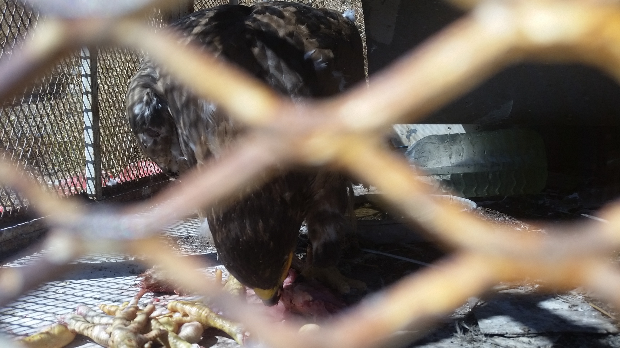 ibb zoo yemen rescue close up eagle eating OWAP AR chicken by Hisham 18 NOV 2018.jpg