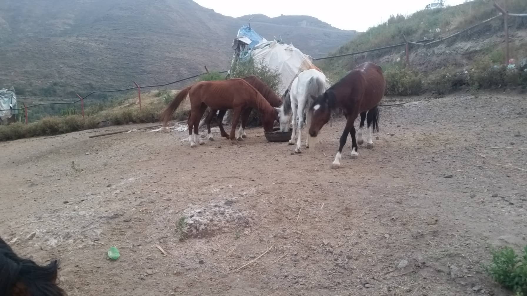 ibb zoo rescue yemen 17 NOV 2018 5 horses eating our special feed delivery today Hisham pic.jpg