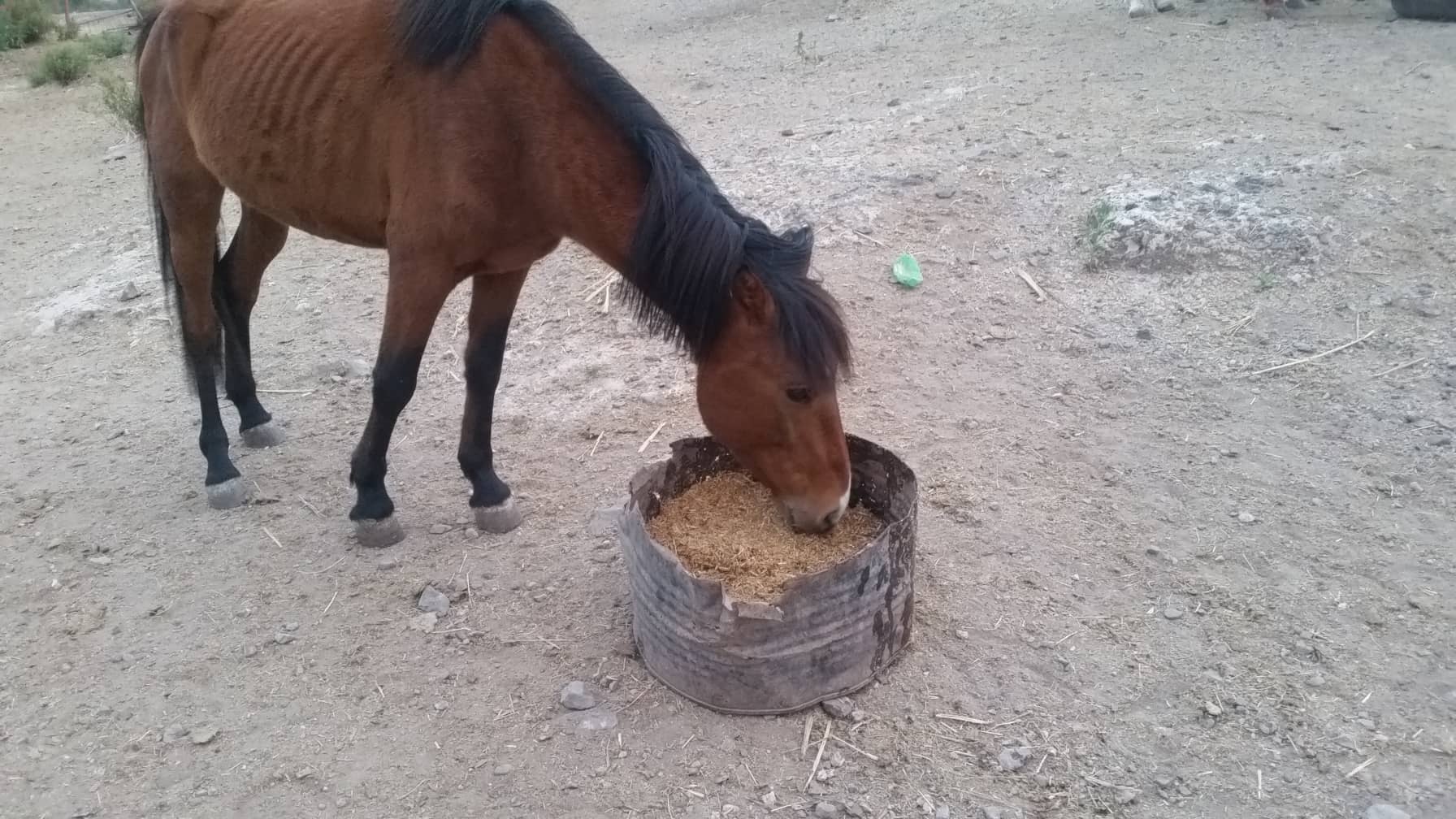 ibb zoo rescue OWAP-AR horse eating special feed found by Hisham and delivered tofday they love it OWAP-AR providing 17 NOV 2018.jpg