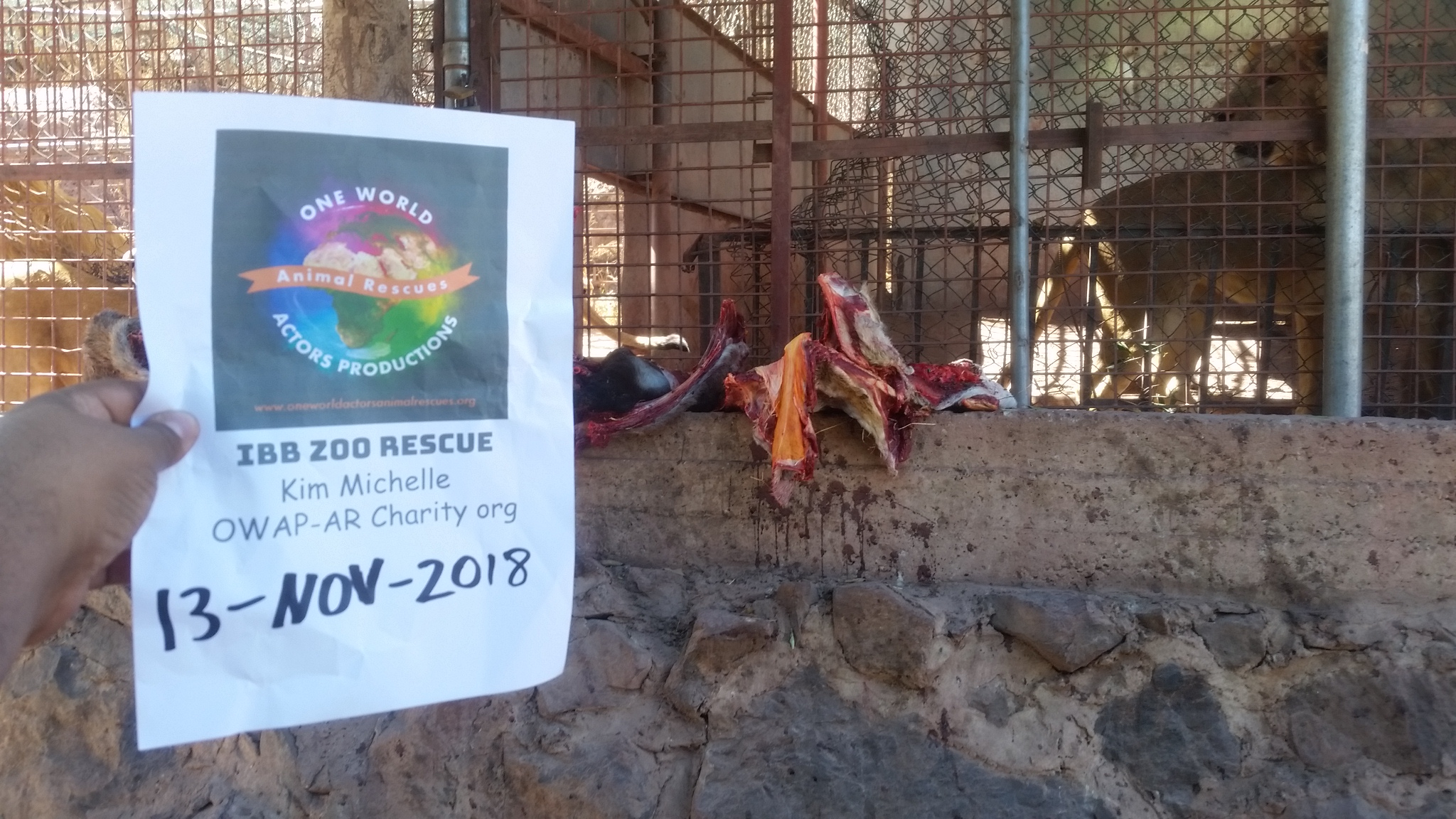 ibb zoo 13 NOV 2018 lions being fed today by OWAP-AR Charity Yemen rescue hisham pic with our sign 13 Nov 2018.jpg