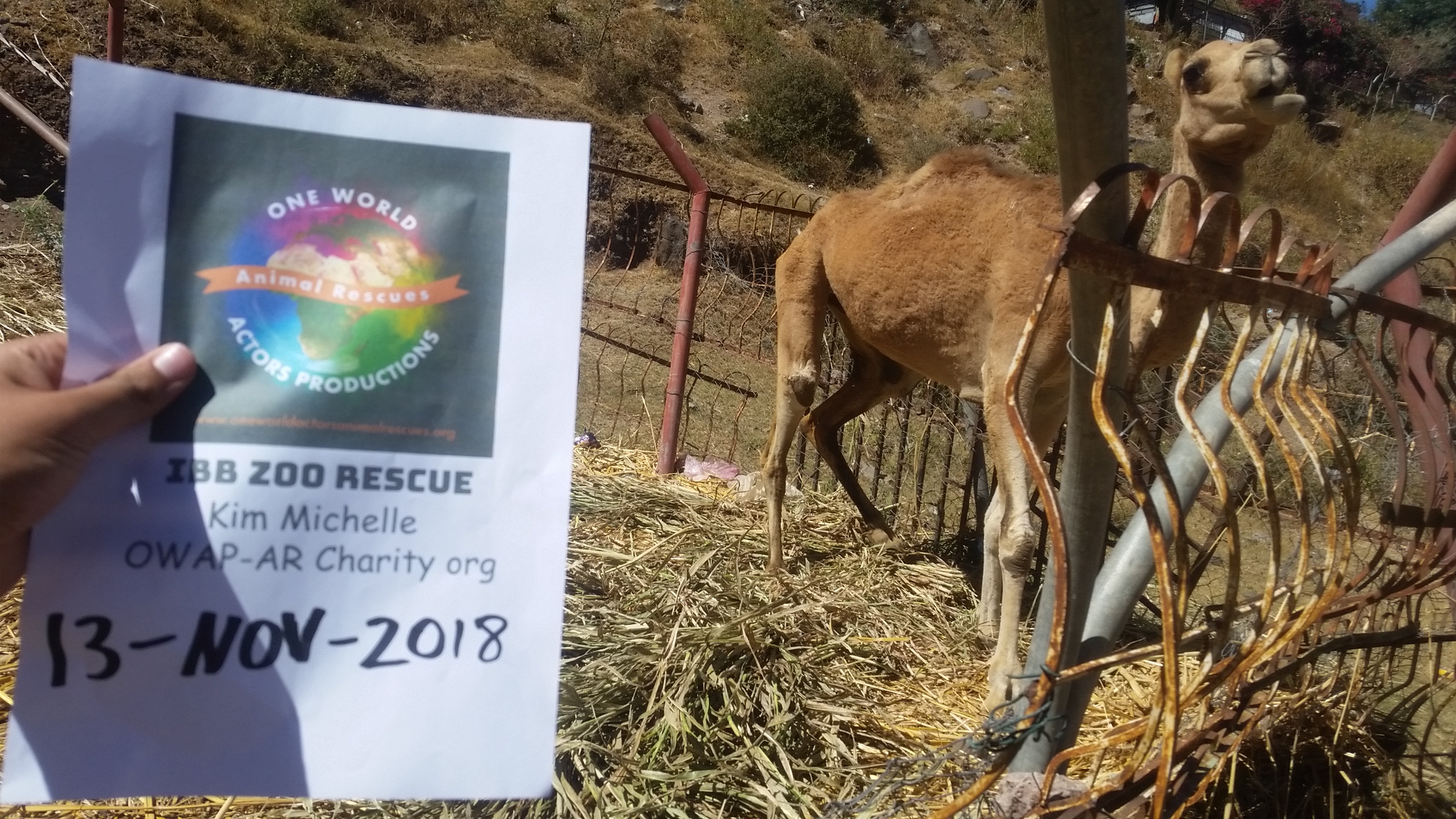 ibb zoo feeding camels fodder by OWAP-AR provider hisham pic 13 NOV 2018.jpg