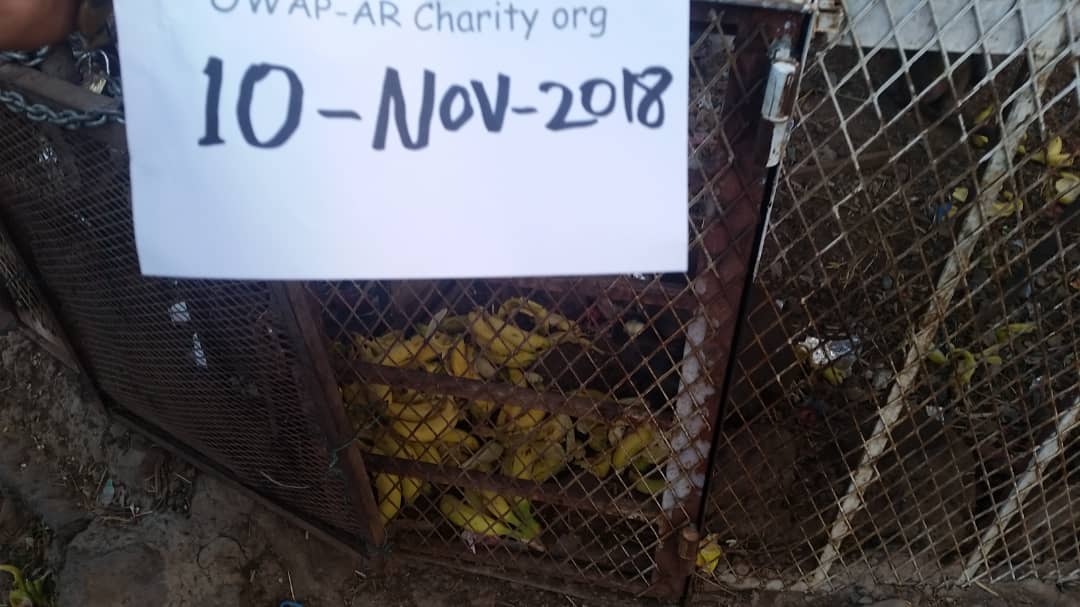 ibb zoo rescue bananas for the hamadryas baboons into cage ...10 NOV 2018 OWAP-AR sign Hisham coordination.jpg