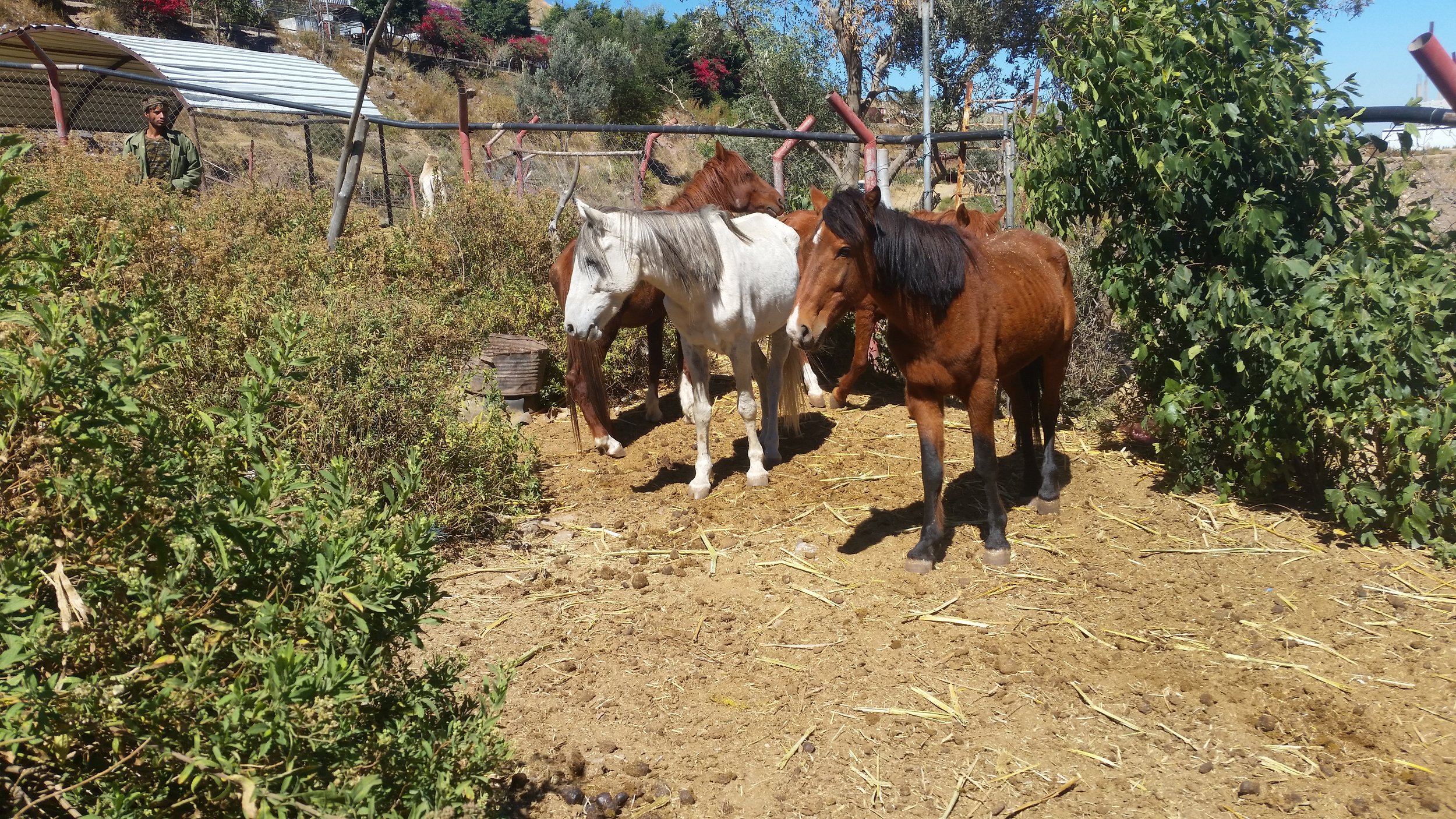 ibb horses 14 NOV 2018 with abdulrazak in background OWAP-AR pic by Hisham.jpg