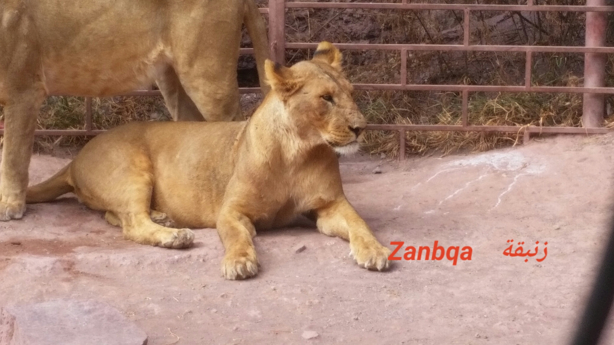 ibb zoo yemen OWAP AR rescue ZANBQA Lion name 7 NOVember 2018 fed and digesting Hisham pic.jpg