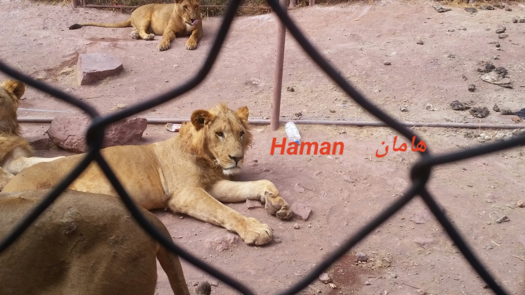 Ibb Zoo HAMAN lion 7 NOV 2018 hisham pic after feeding today supplier OWAP-AR N-P. yemen zoo rescue.jpg