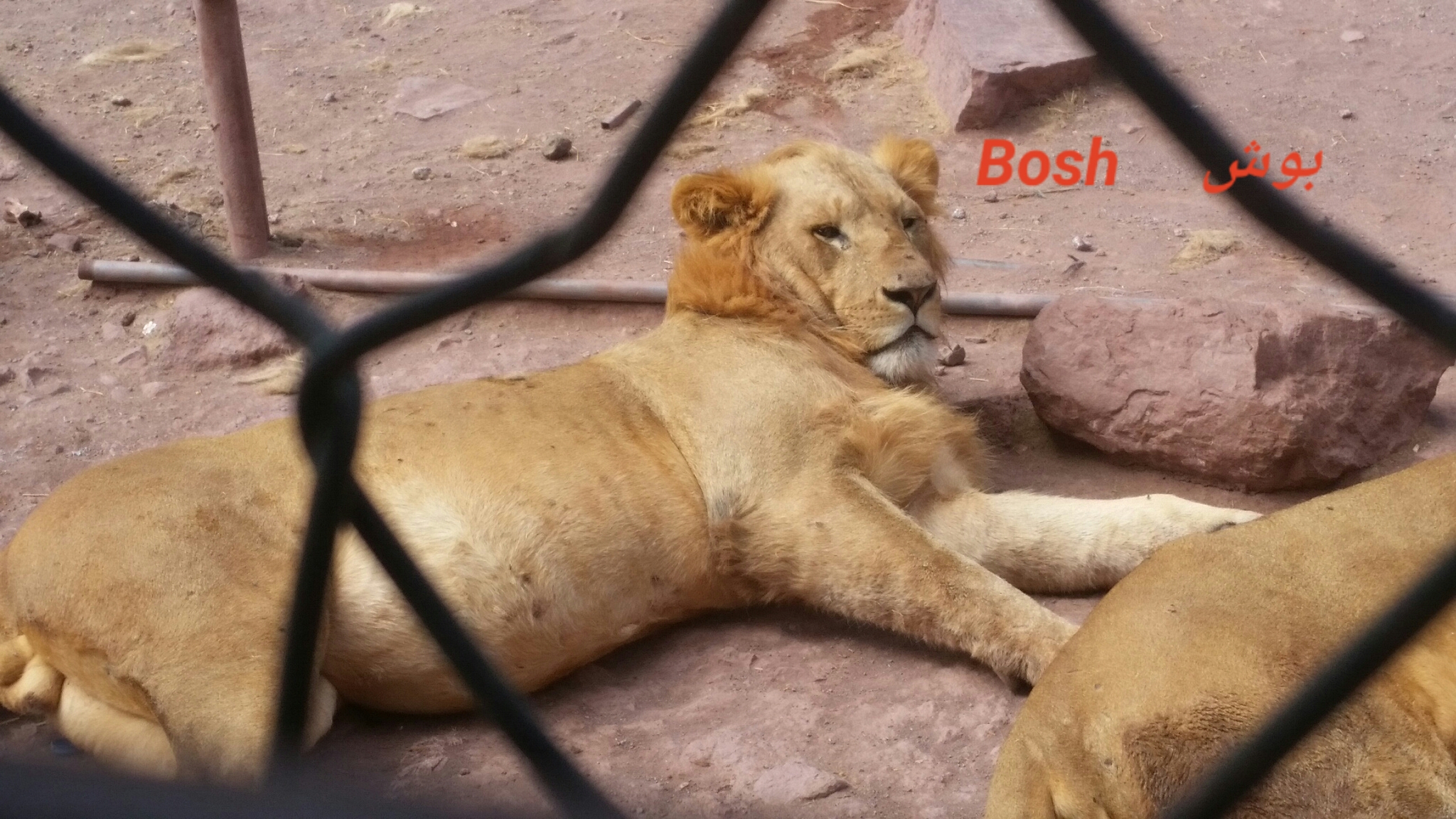 IBB ZOO BOSH lion full after his feed today 7 NOV 2018 by OWAP R provider Hisham pic yemen rescue.jpg