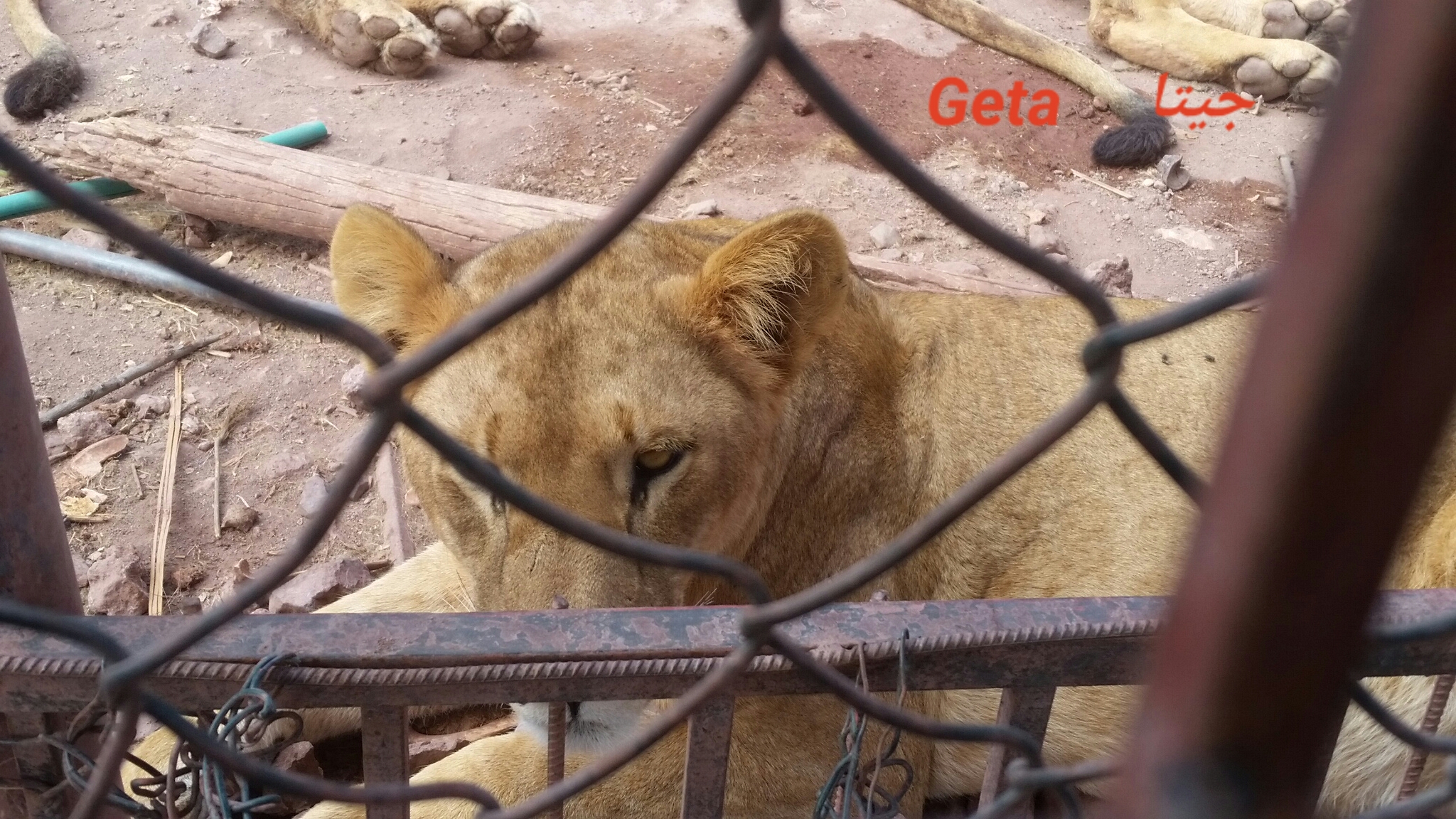 Ibb Zoo GETA lion  name 7 NOV 2018 by OWAP AR Hisham photo yemen.jpg