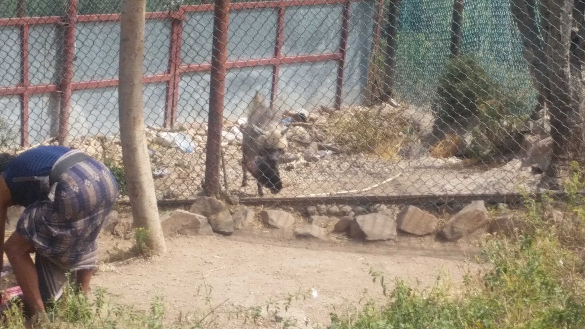 IBB ZOO hyena gets food too 7 nov 2018 butcher being paid 5000Rials by OWAPAR yemen rescue.jpg