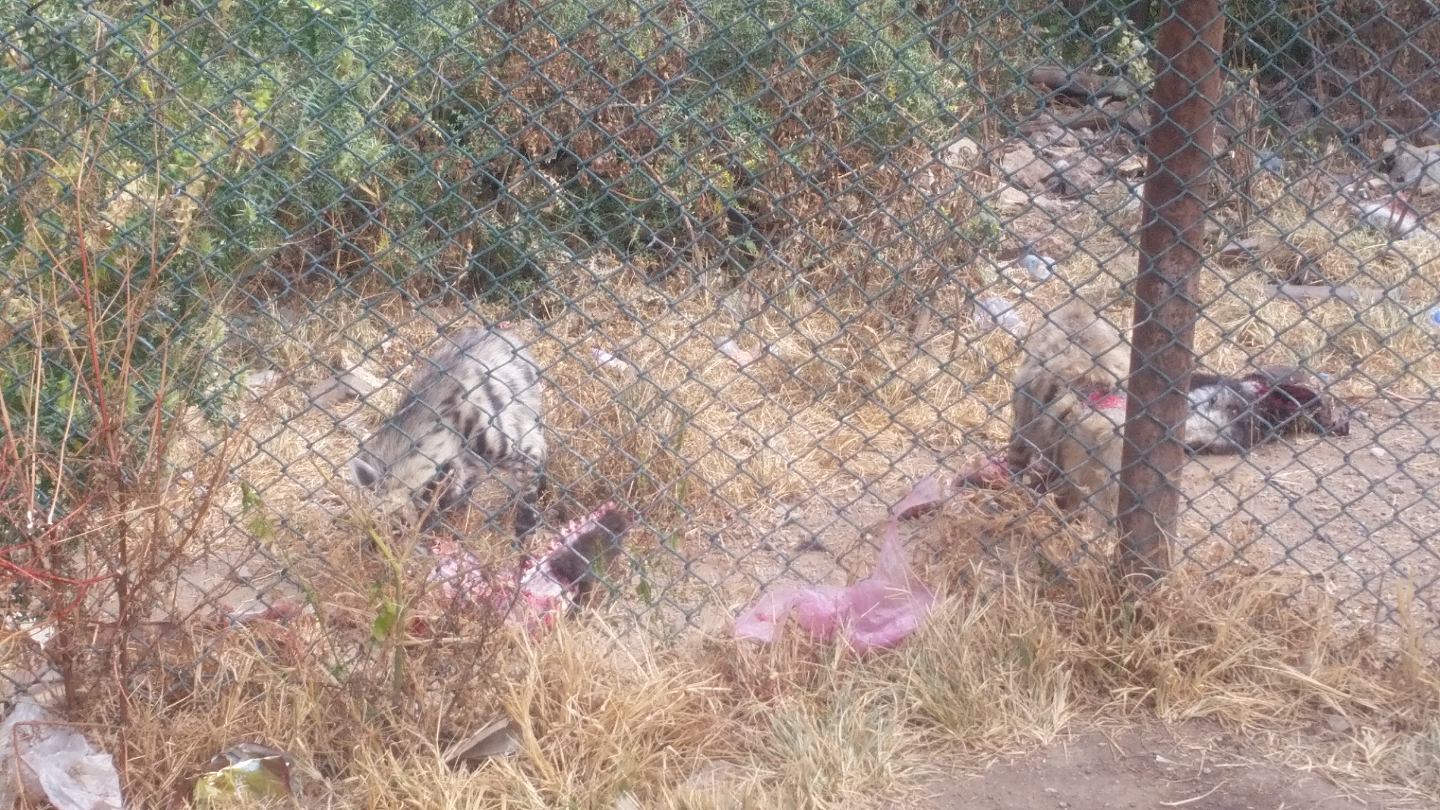 ibb zoo the other 2 Hyenas eating OWAPAR's delivery 7 NOV 2018 yemen zoo rescue.jpg