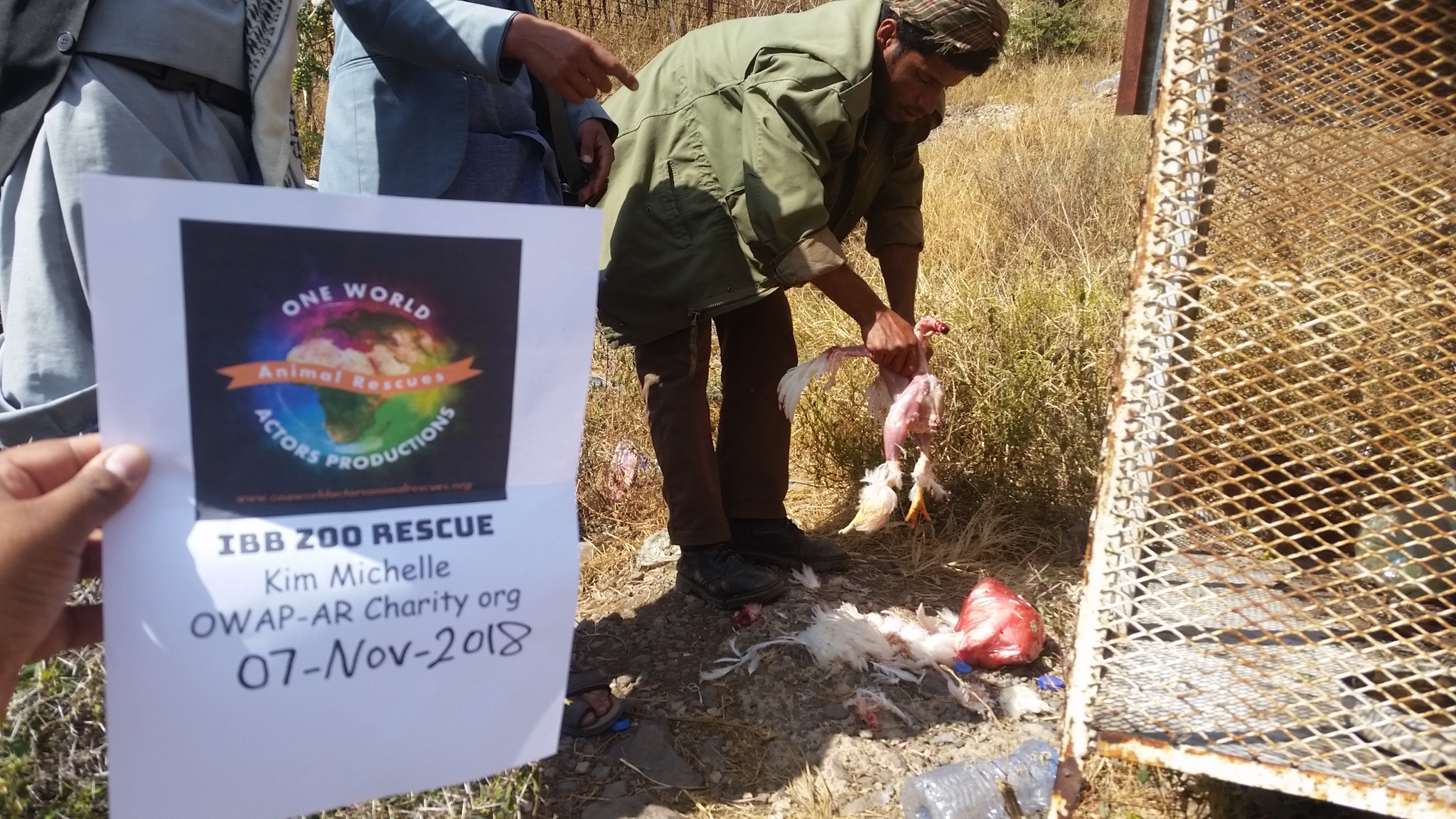 ibb zoo preapruing chicken for eagle Yemen rescue by OWAP-AR with our sign by Hisham.jpg