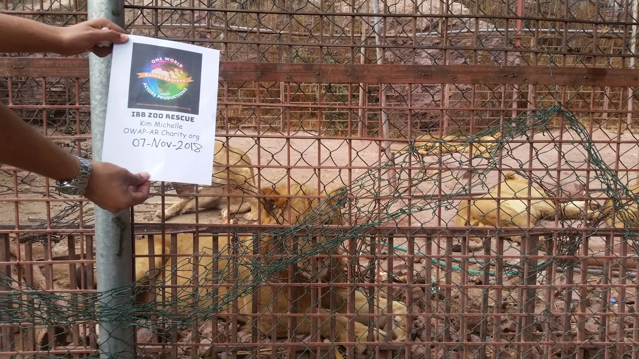 ibb zoo OWAP-AR sign 7 NOV 2018 Hisham's poster LIONS after meal.jpg