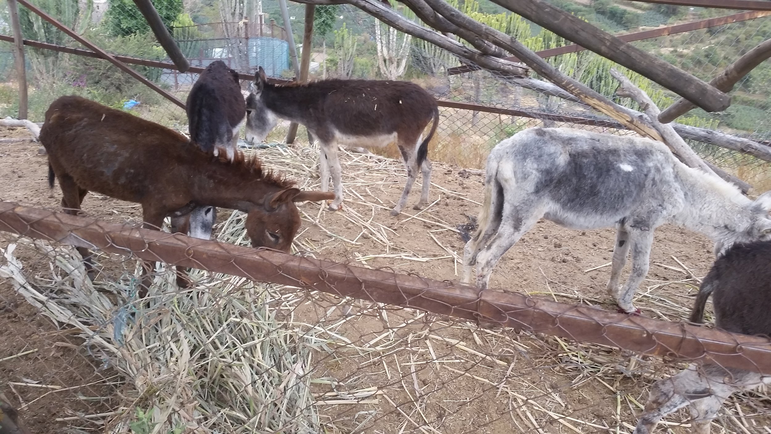 ibb zoo 6 NOV 2018 delivery donkeys by AL KASUMI coordinator Hisham for OWAP AR.jpg