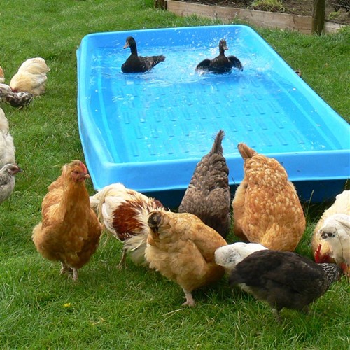 ibb duck pond idea.jpg