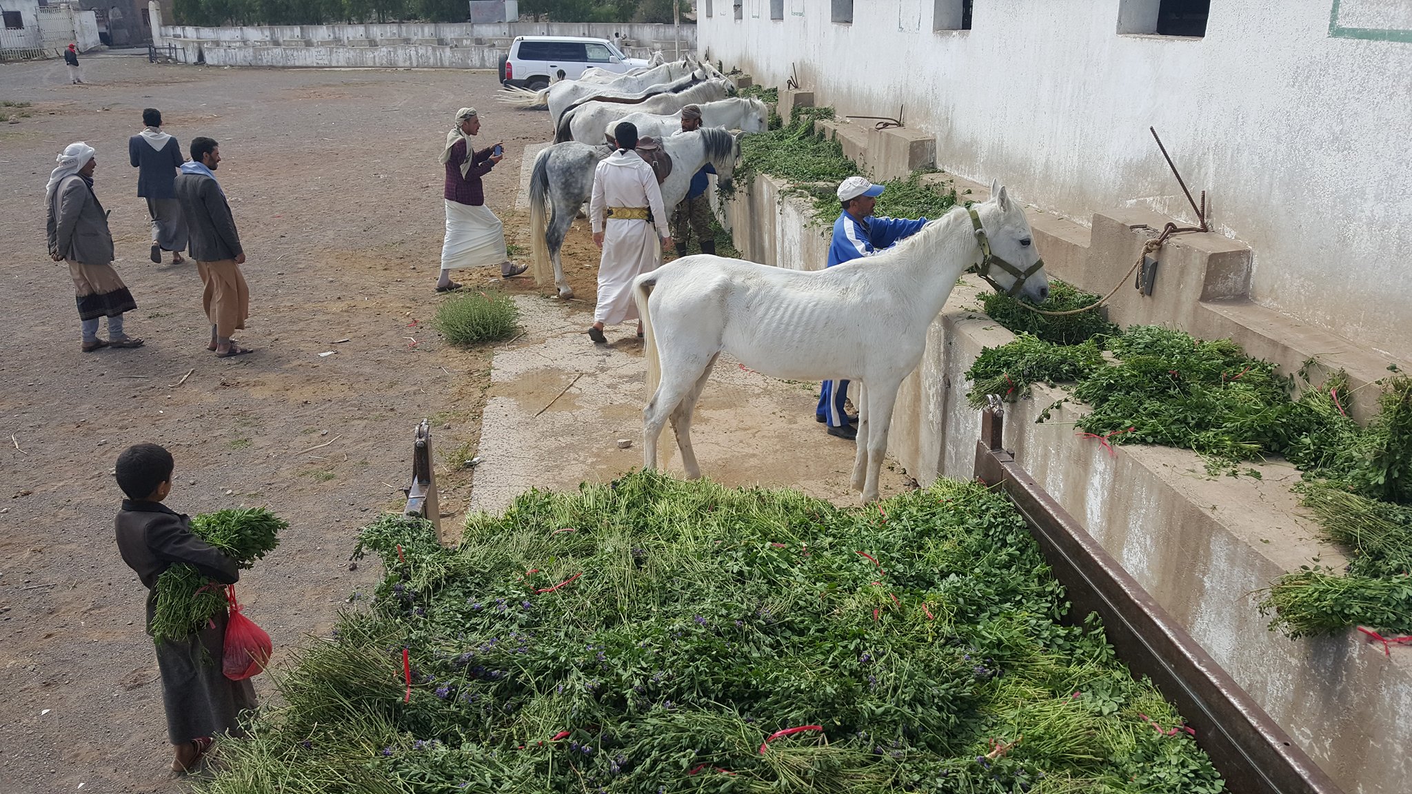 dhamar q'rab horses bringing them out to eat 16 NOV 2018  OWAP-AR.jpg