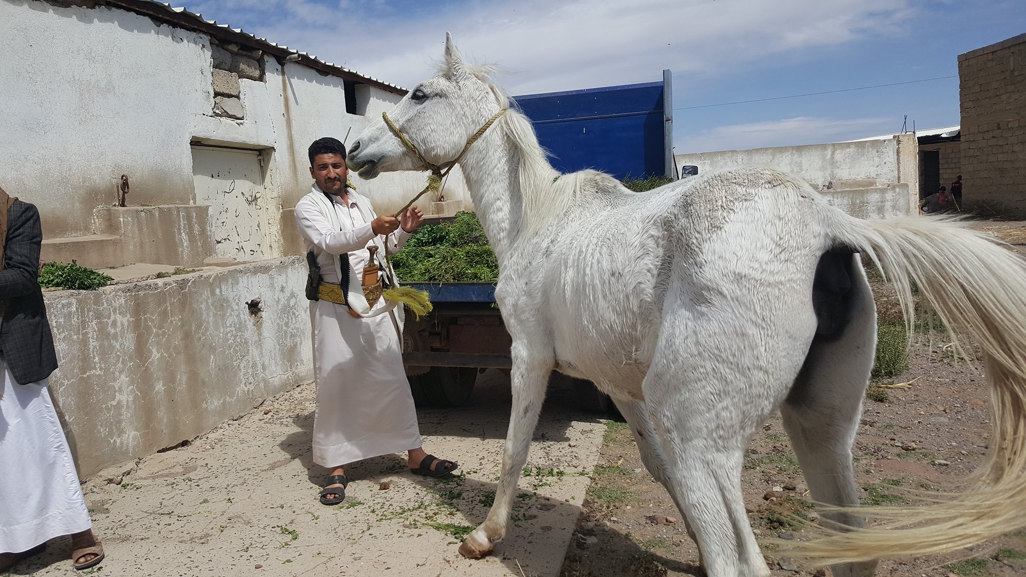 dhamar horse with helall heart breaking OWAP-AR providing fodder today 16 nov 2018.jpg