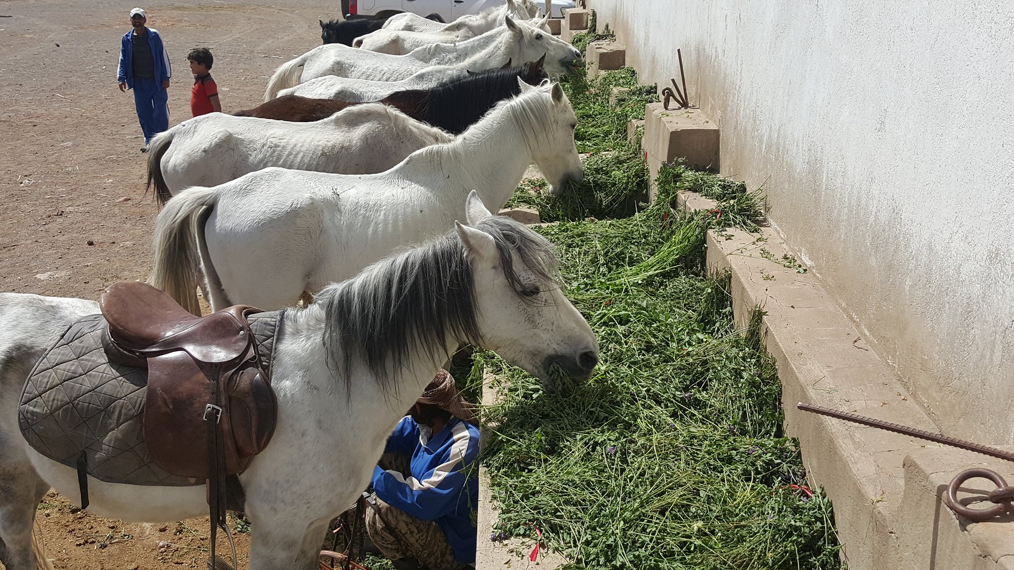 dhamar close up horses eating OWAP-AR food so skeletal 16 nov 2018 yemen rescue Helall coordinator.jpg