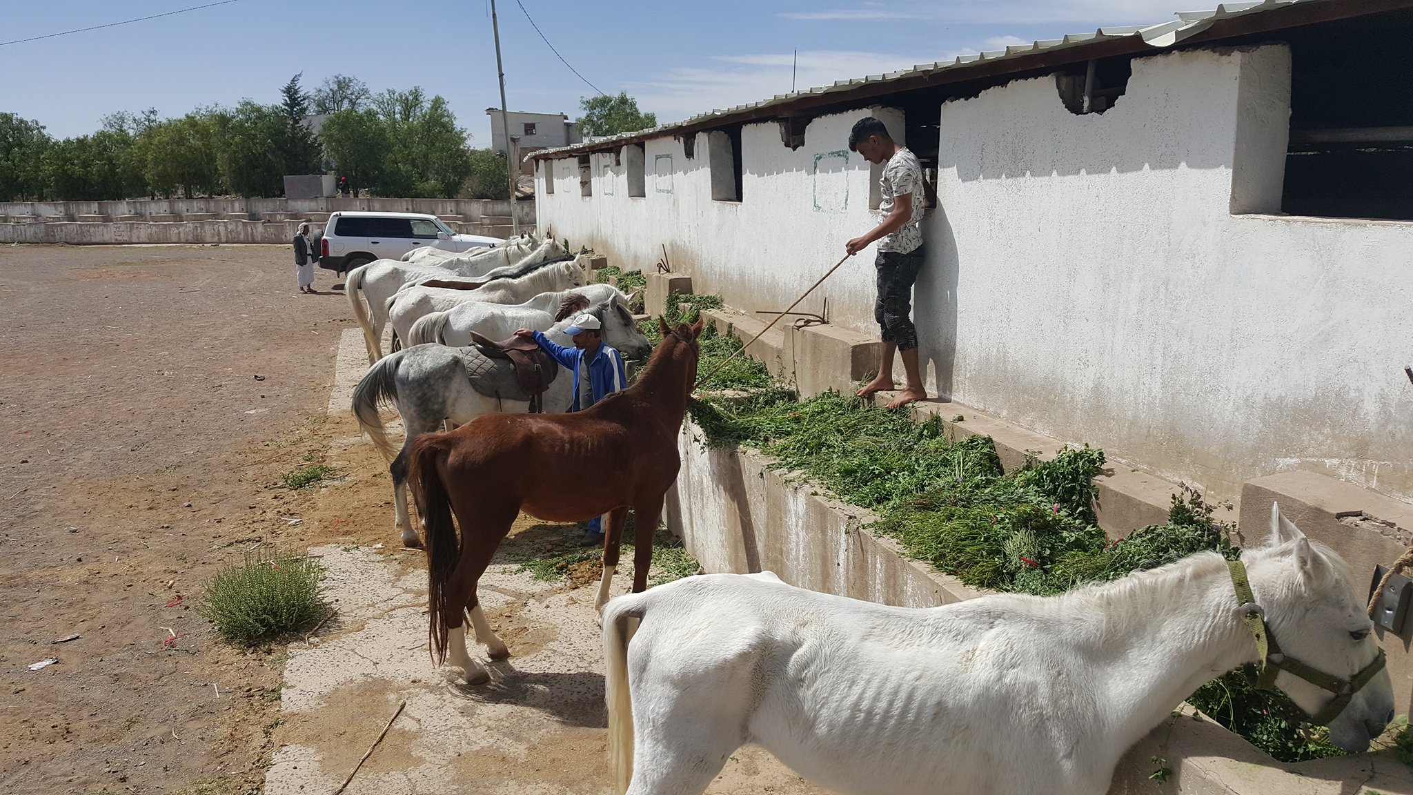dhamar q'rab green food horse from OWAP AR  helall 16 NOV 2018 yemen stable  rescue.jpg