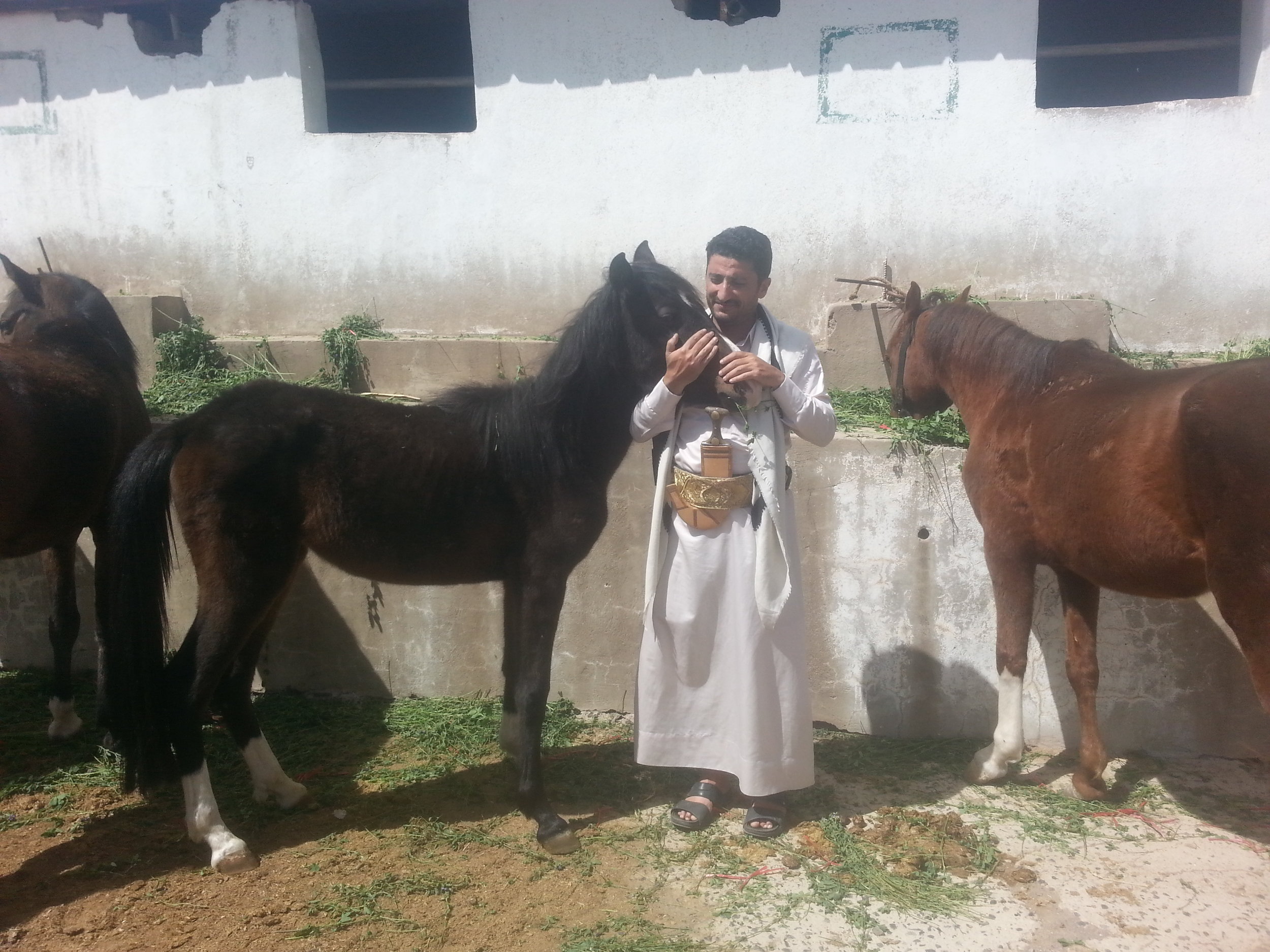 dhamar OWAP-AR feeds the horses today 16 nov 2018 Helall pics OWAP-AR coordinator affection for the foal.jpg