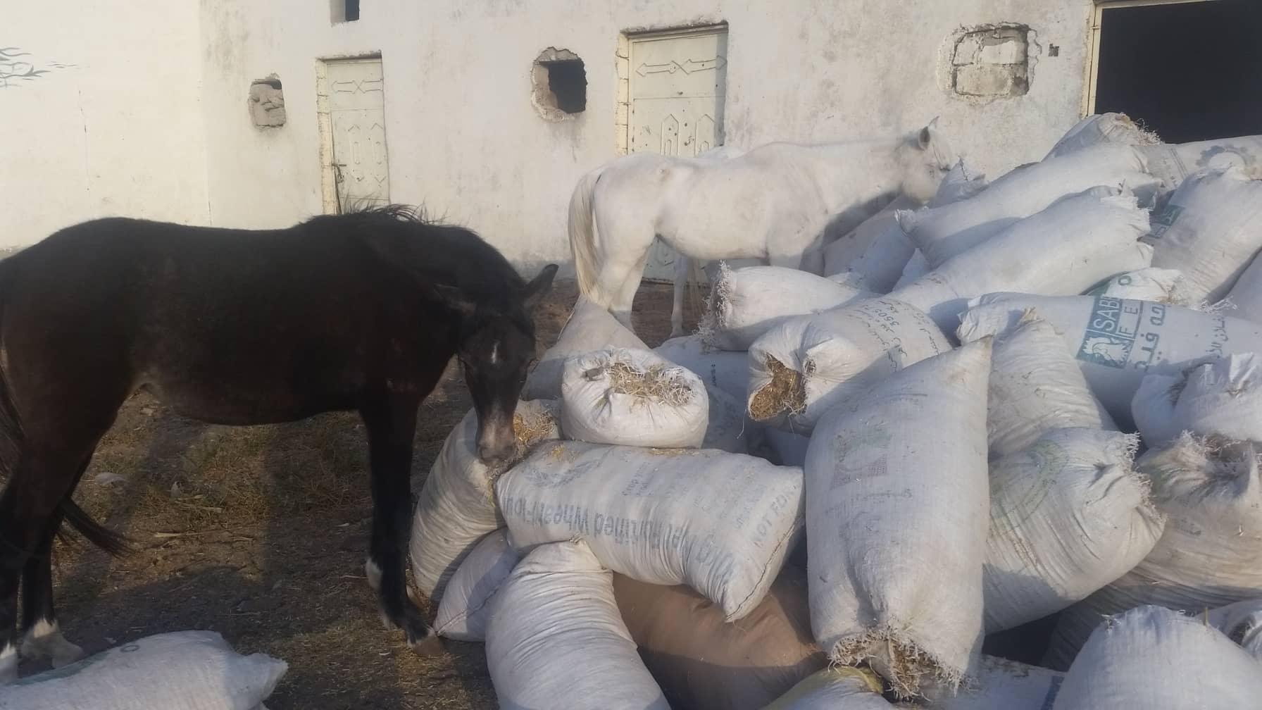 QRAB rescue dhamar 16 hungry horses DEC 2018 by OWAP-AR.jpg